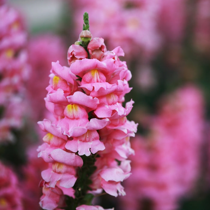 Fiori Eduli - Bocca di Leone