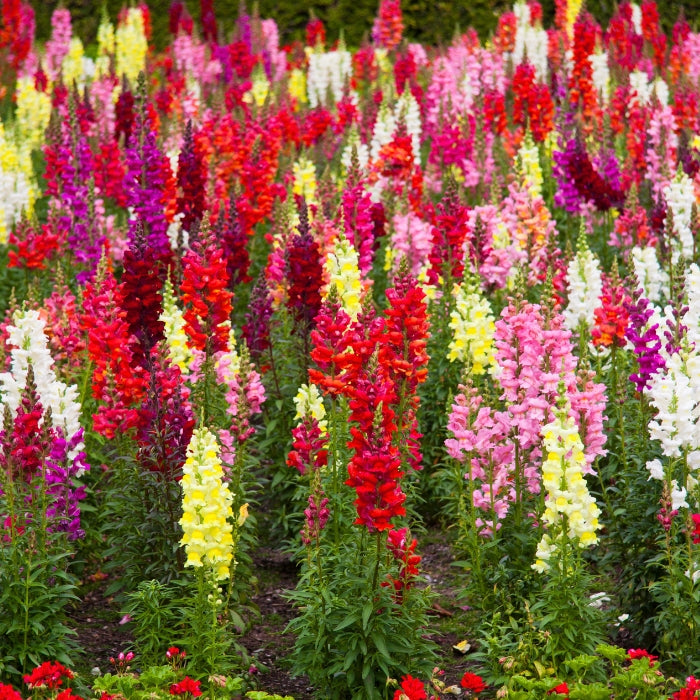 Fiori Eduli - Bocca di Leone