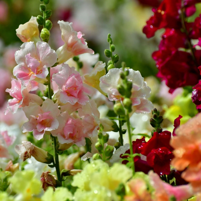 Fiori Eduli - Bocca di Leone