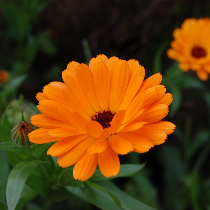 Fiori Eduli - Calendula