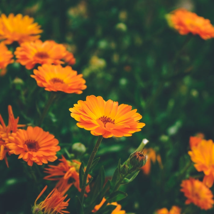 Fiori Eduli - Calendula