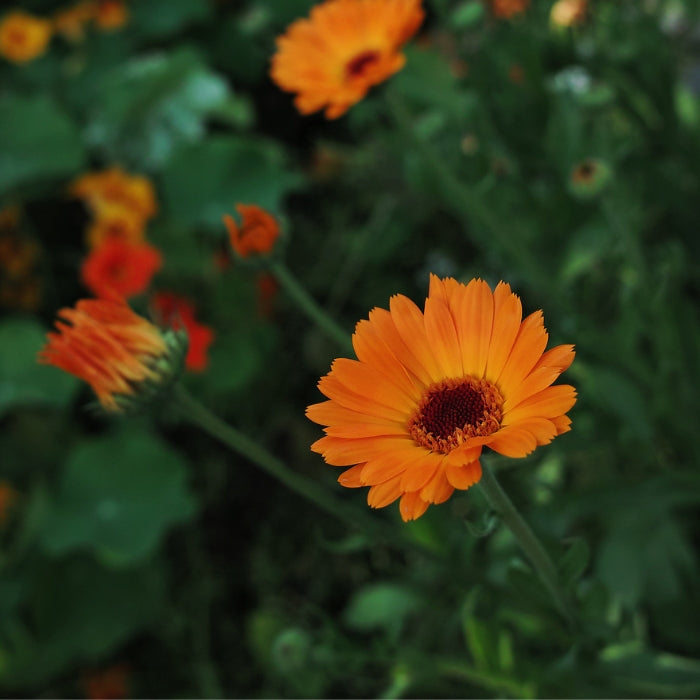 Fiori Eduli - Calendula