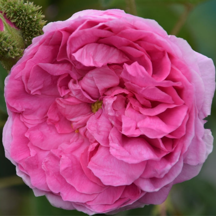 Rosa Chapeau de Napoleon