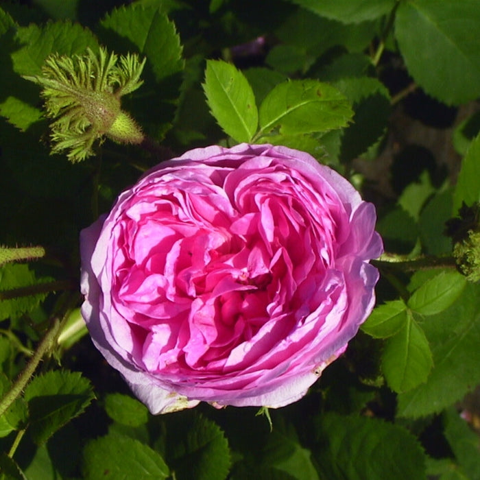 Rosa Chapeau de Napoleon
