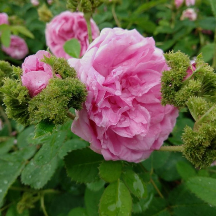 Rosa Chapeau de Napoleon