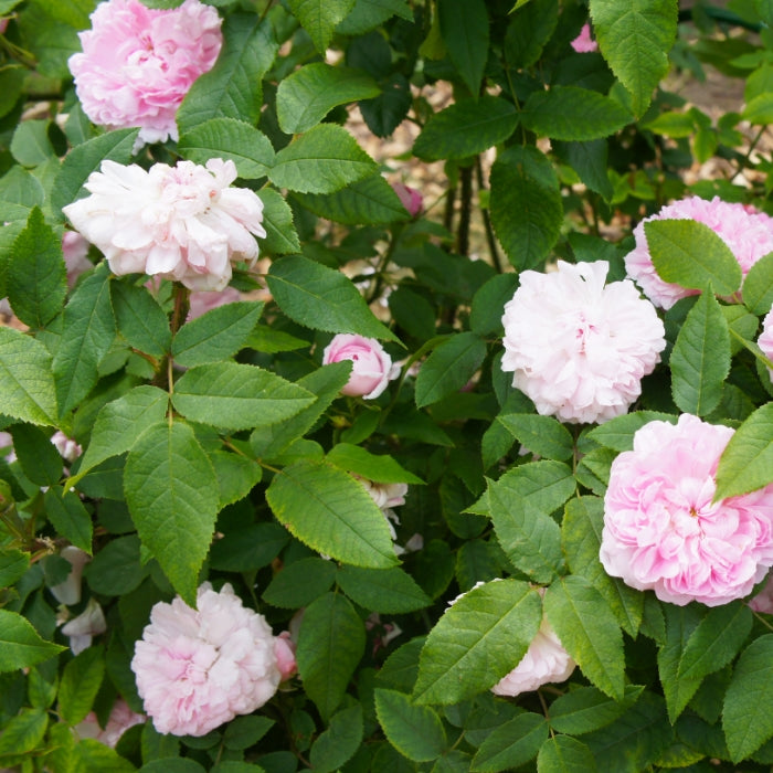 Rosa Jacques Cartier®