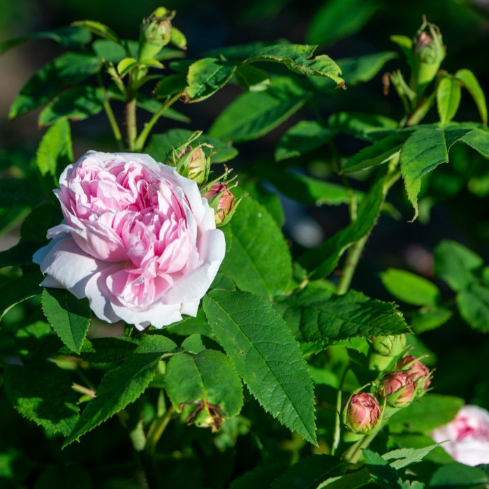 Rosa Jacques Cartier®