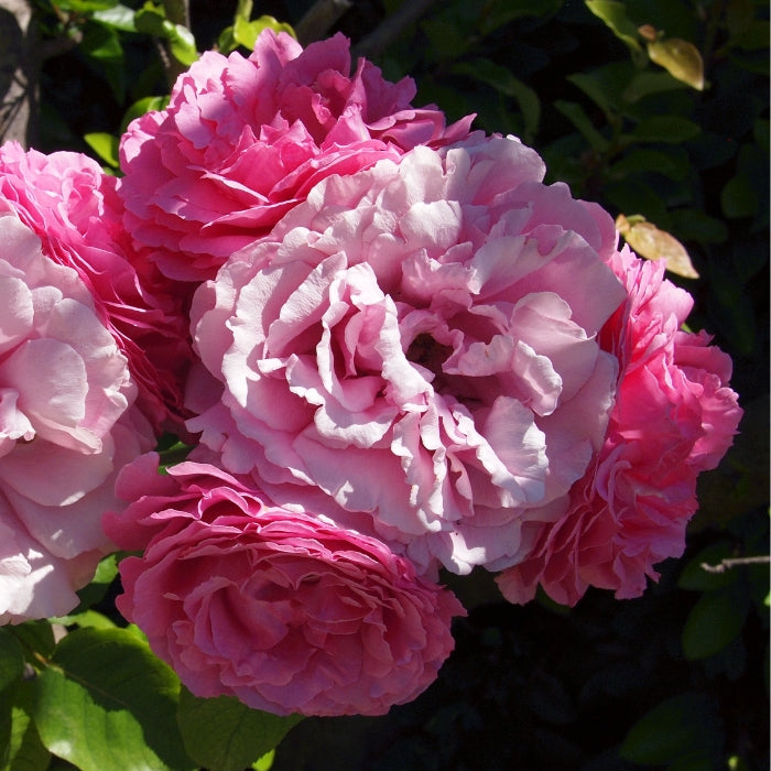 Rosa Jacques Cartier®
