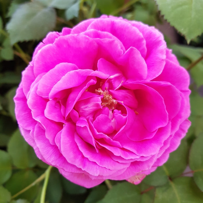 Rosa Mme Isaac Pereire®