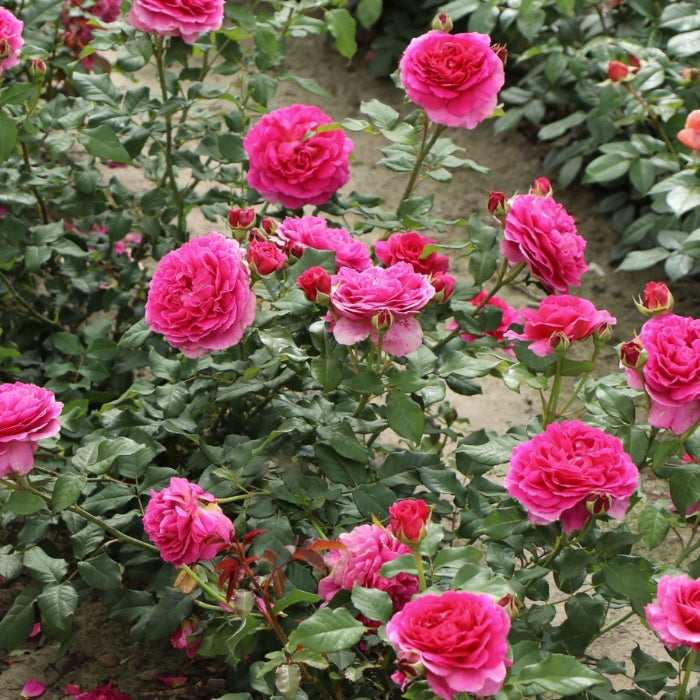 Rosa Mme Isaac Pereire®