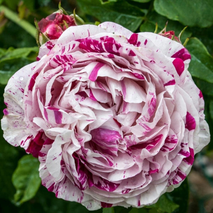 Rosa Variegata di Bologna®