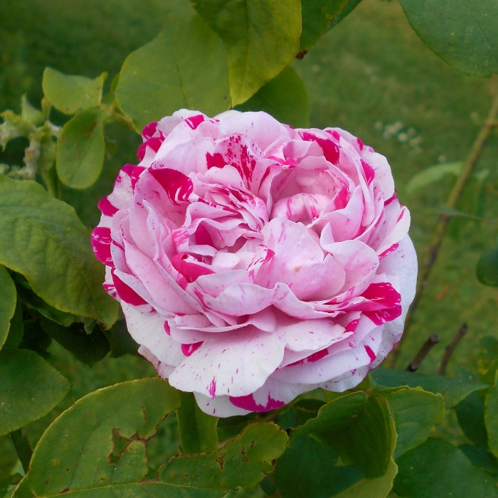 Rosa Variegata di Bologna®