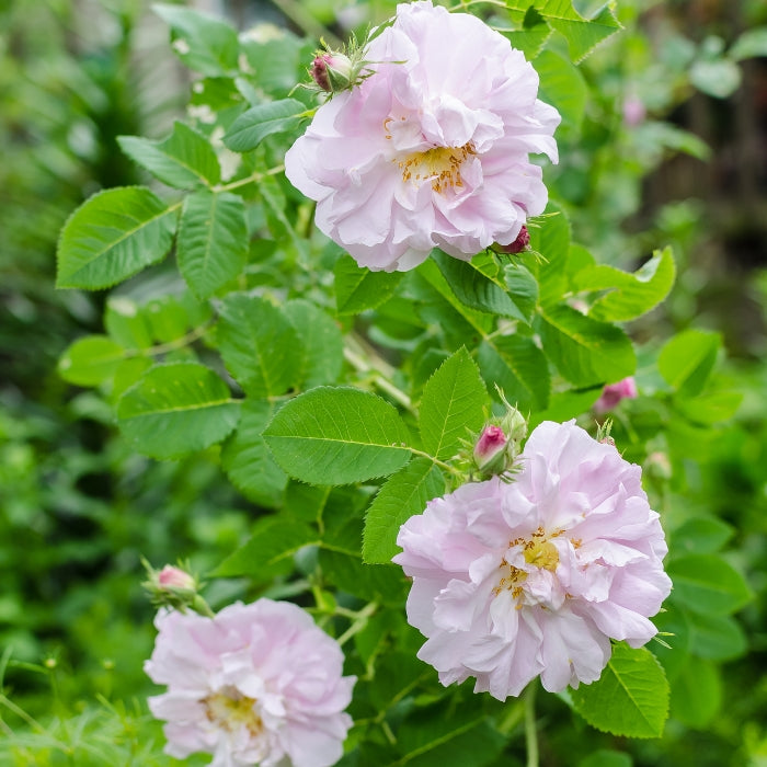 Rosa Clesiana