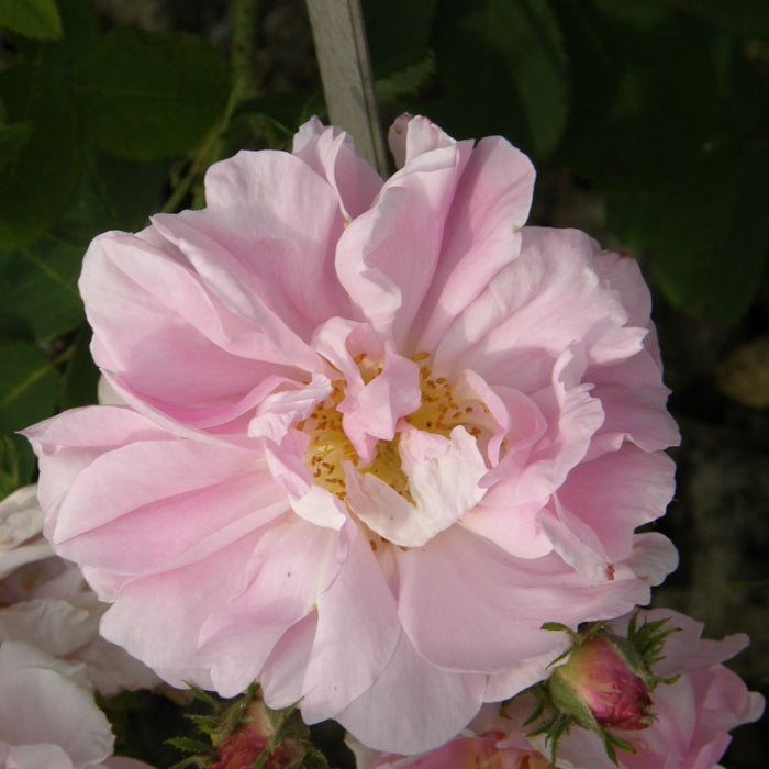 Rosa Clesiana