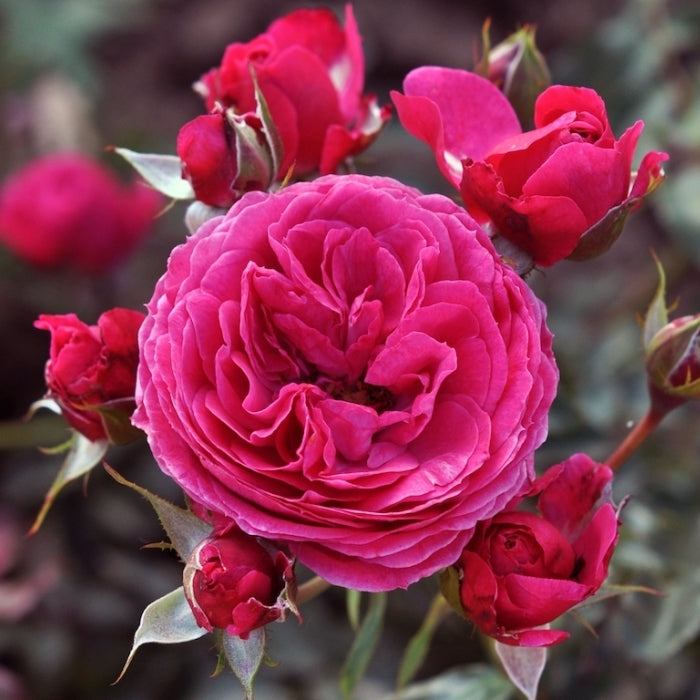Fiori Eduli - Rosa Dolce®