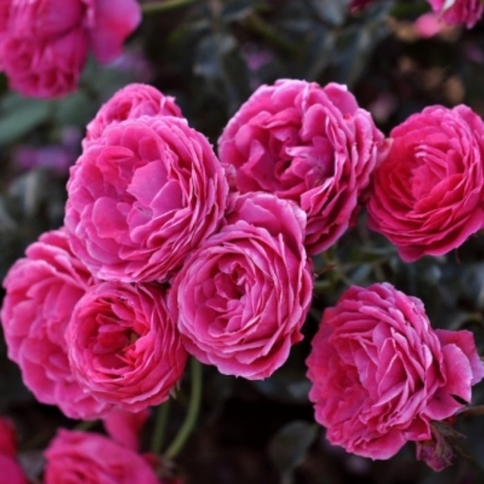 Fiori Eduli - Rosa Dolce®