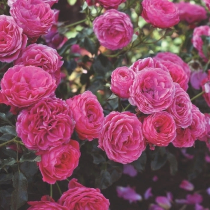 Fiori Eduli - Rosa Dolce®