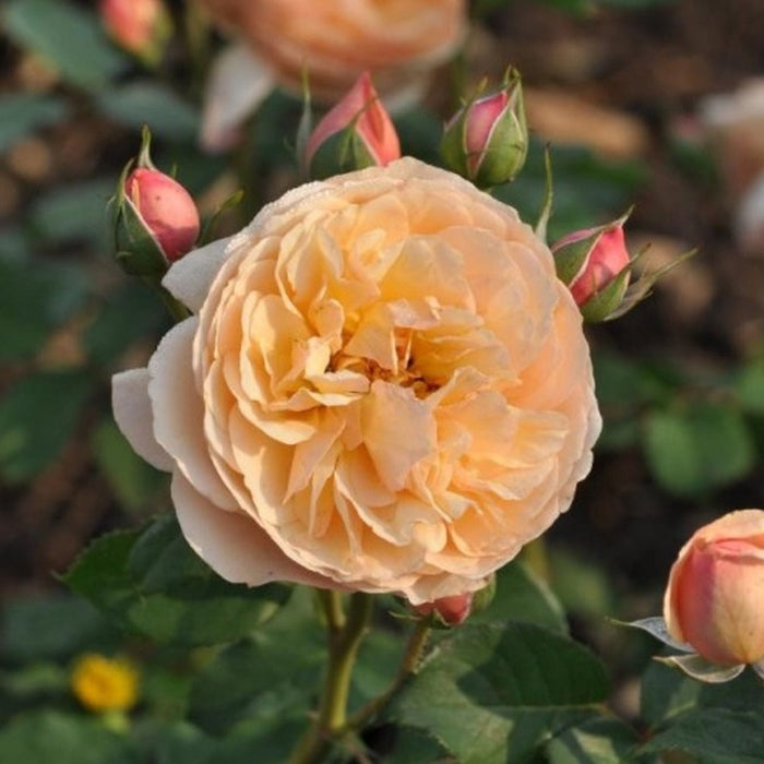 Fiori Eduli - Rosa Eveline Wild®