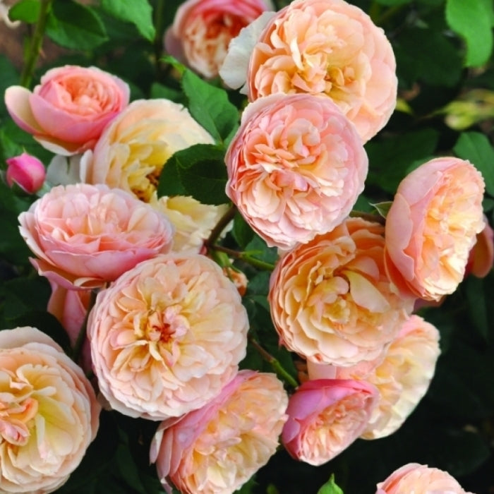 Fiori Eduli - Rosa Eveline Wild®