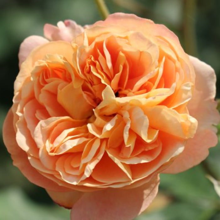 Fiori Eduli - Rosa Eveline Wild®