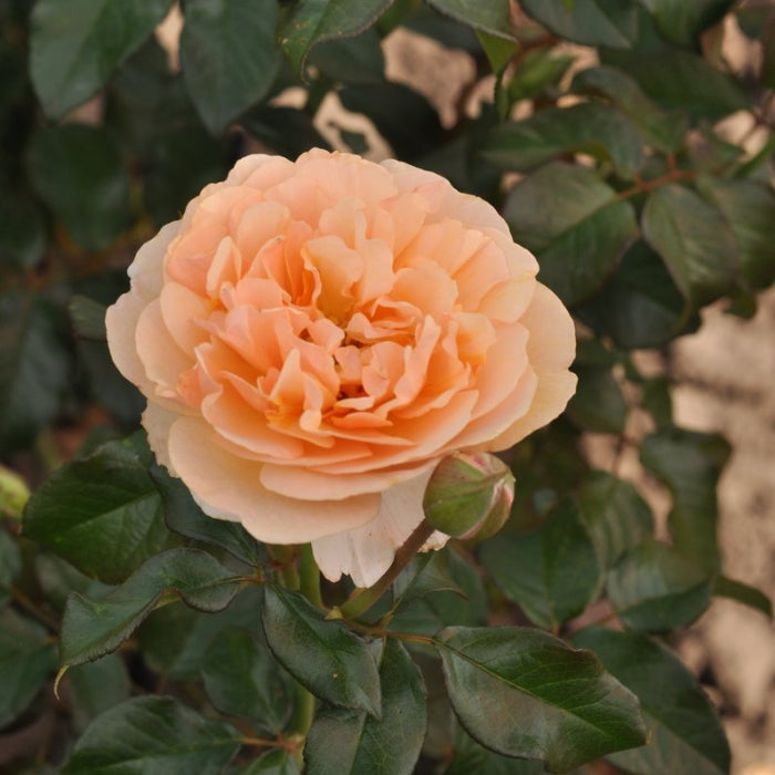 Fiori Eduli - Rosa Jordi Roca®
