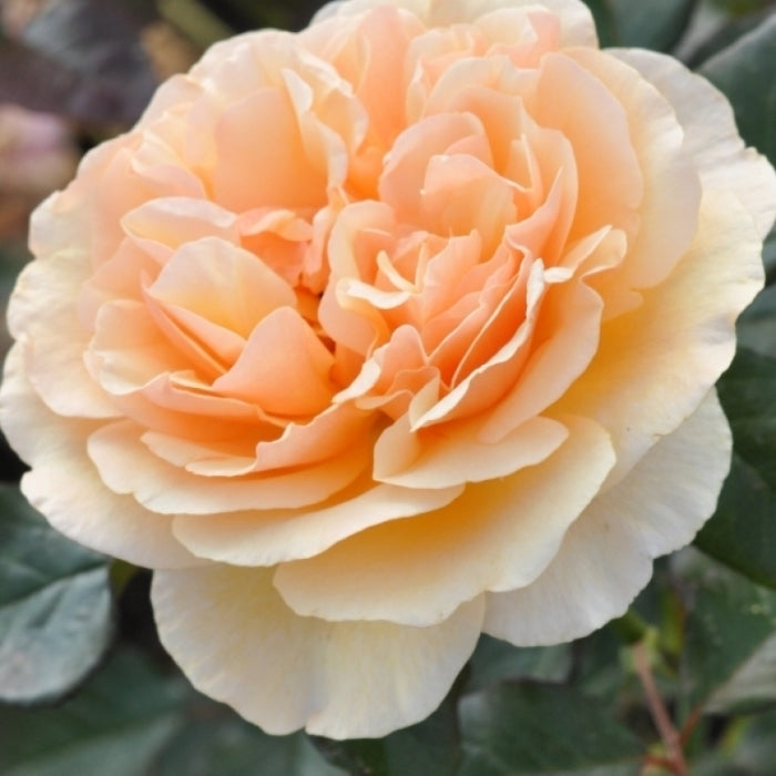 Fiori Eduli - Rosa Jordi Roca®
