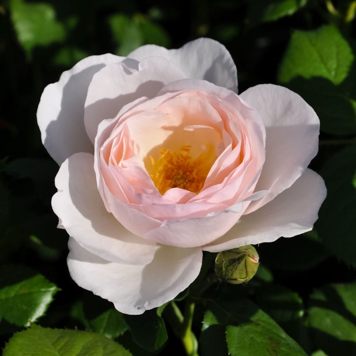 Fiori Eduli - Rosa Pear®