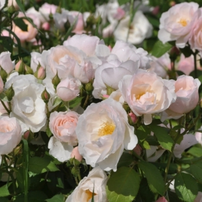 Fiori Eduli - Rosa Pear®