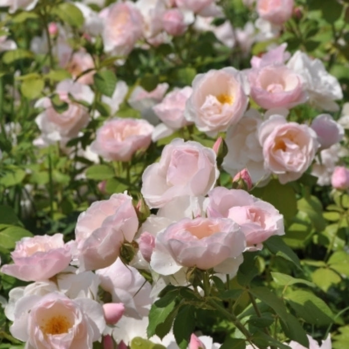 Fiori Eduli - Rosa Pear®