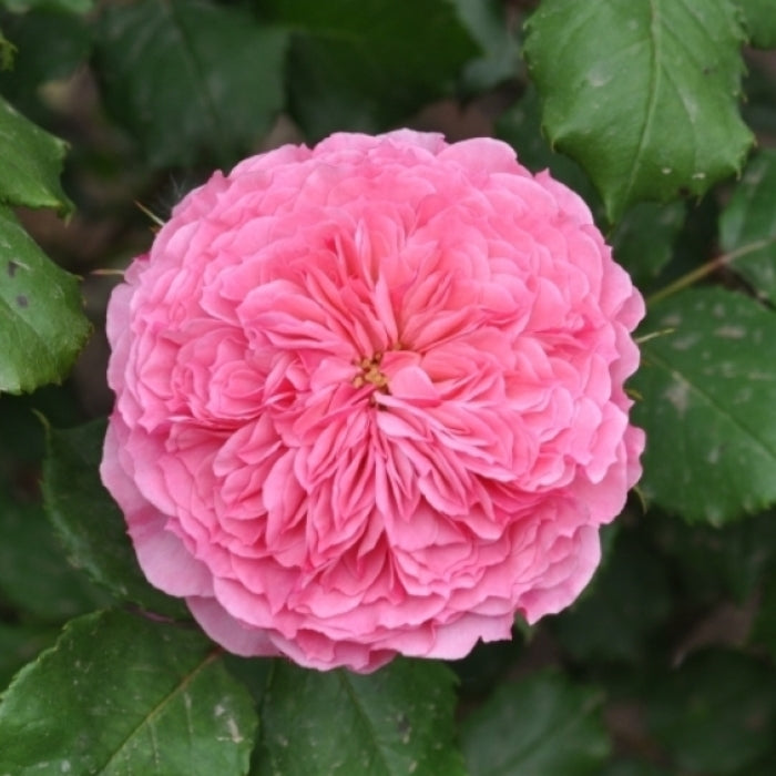 Fiori Eduli - Rosa Theo Clevers®