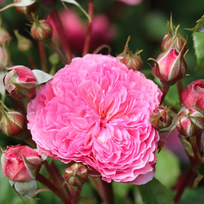 Fiori Eduli - Rosa Theo Clevers®