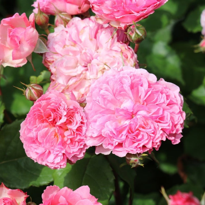 Fiori Eduli - Rosa Theo Clevers®