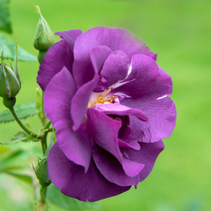 Rosa Rhapsody in Blue®