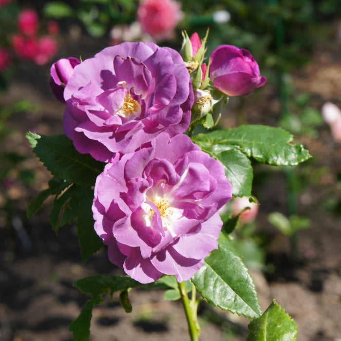 Rosa Rhapsody in Blue®