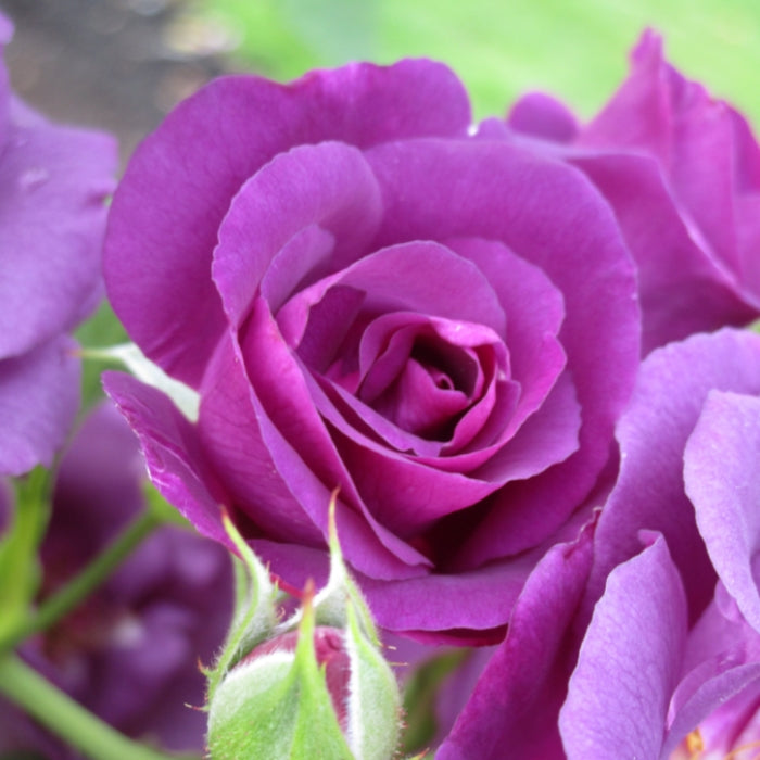 Rosa Rhapsody in Blue®