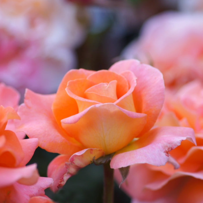 Rosa Tea Time®