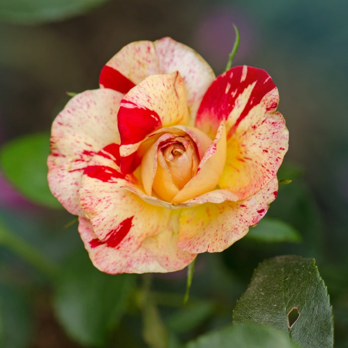 Rosa Camille Pissarro®