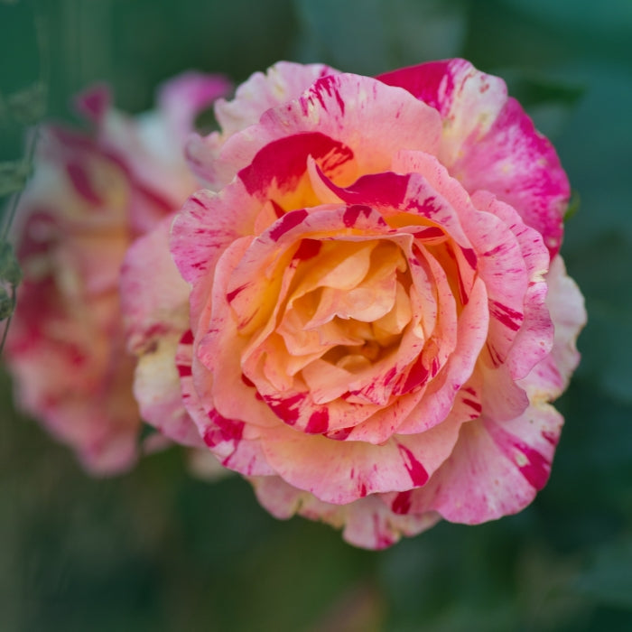 Rosa Camille Pissarro®