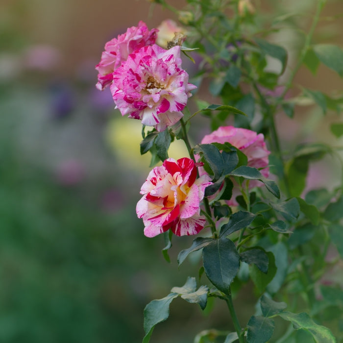 Rosa Camille Pissarro®