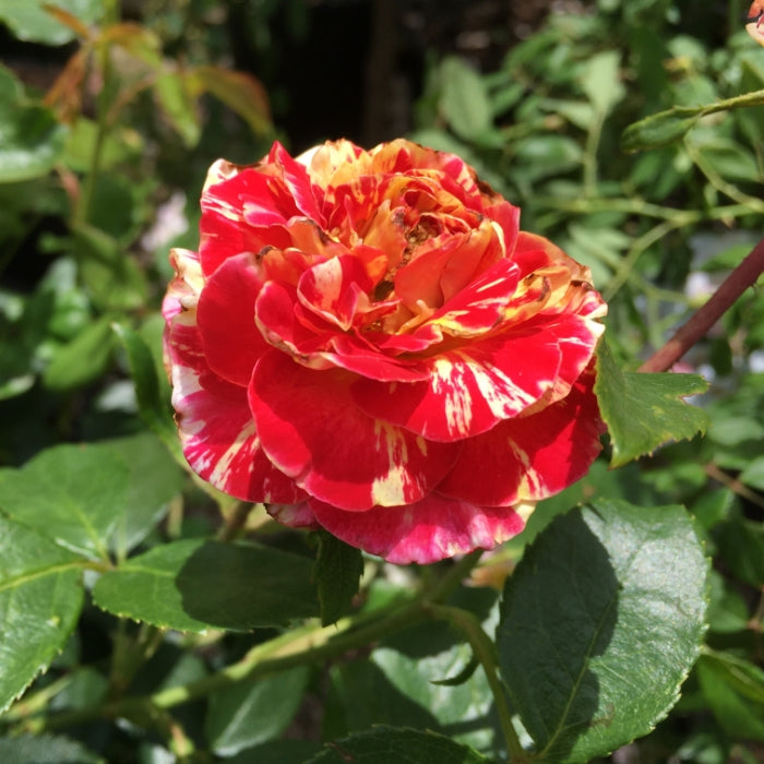 Rosa Maurice Utrillo®