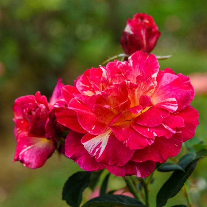 Rosa Maurice Utrillo®