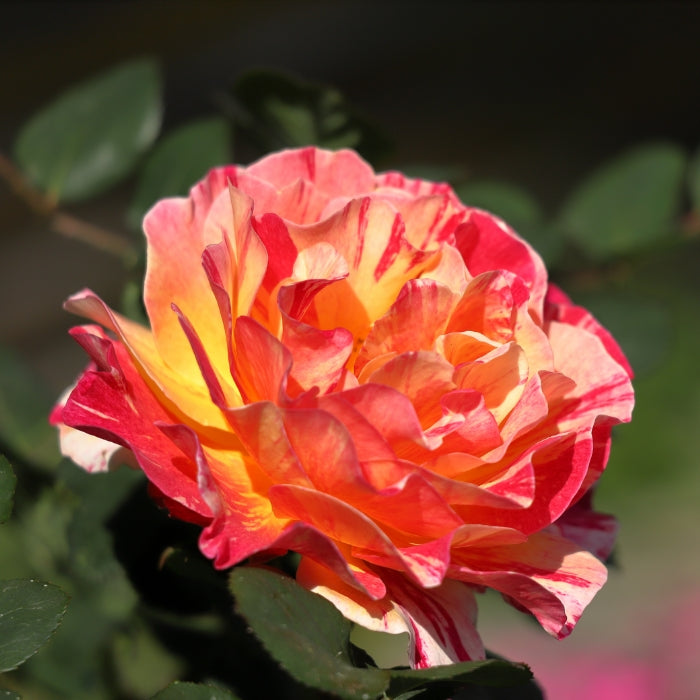 Rosa Maurice Utrillo®