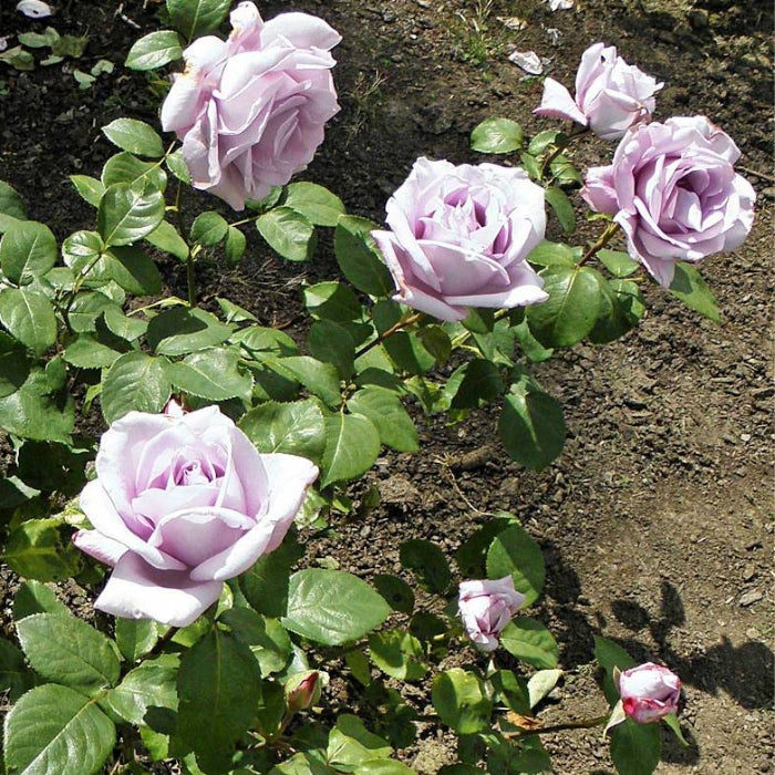 Rosa Blue Girl®