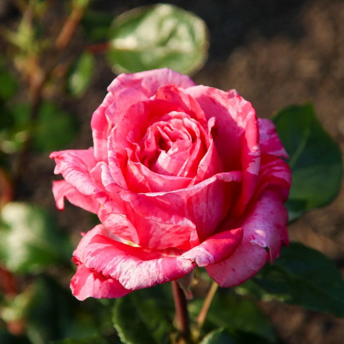 Rosa Crazy Fashion®