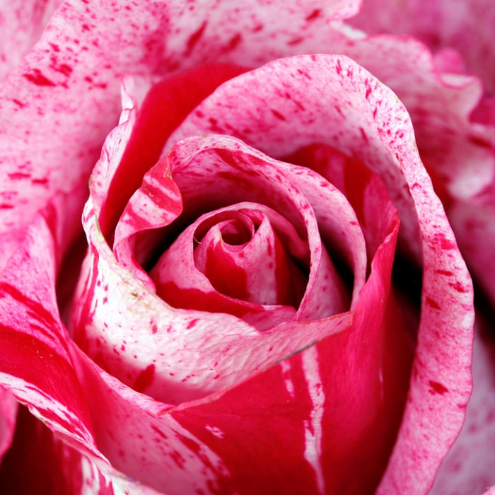 Rosa Crazy Fashion®