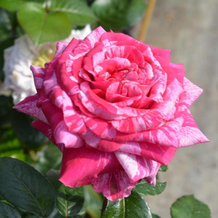 Rosa Crazy Fashion®