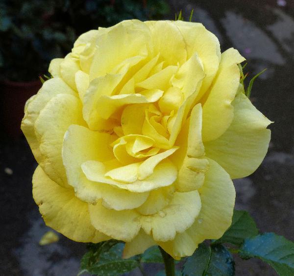 Rosa Golden Silk®