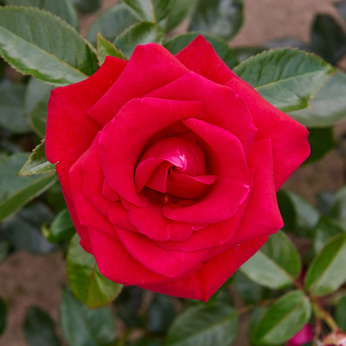 Rosa Grande Classe®