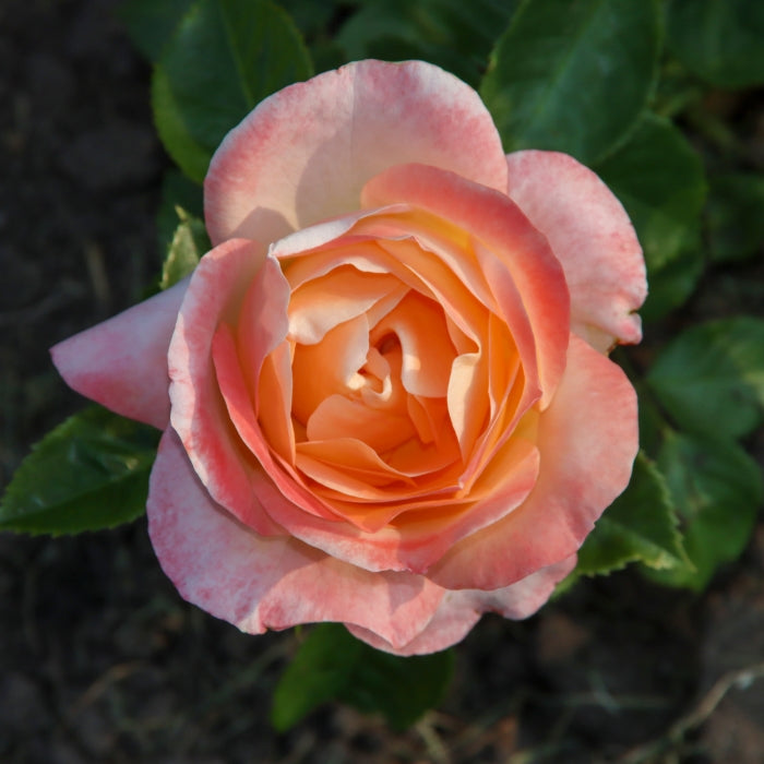 Rosa Isabelle Autissier®