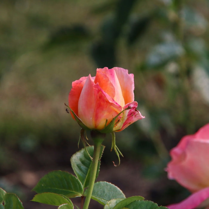 Rosa Isabelle Autissier®